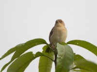 Red-faced Cisticola (Cisticola erythrops)