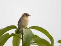 Red-faced Cisticola (Cisticola erythrops)