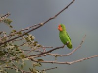 Red-headed Lovebird (Agapornis pullarius)