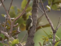 Green-backed Woodpecker (Campethera cailliautii) female