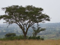 Queen Elizabeth National Park