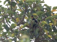 Ross's Turaco (Musophaga rossae)