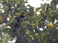 Ross's Turaco (Musophaga rossae)
