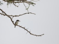 Striped Kingfisher (Halcyon chelicuti)