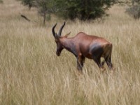 Topi (Damaliscus lunatus jimela)