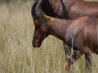 Topi (Damaliscus lunatus jimela)