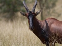 Topi (Damaliscus lunatus jimela)