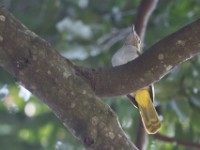 Western Nicator (Nicator chloris)