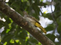 Western Nicator (Nicator chloris)