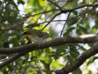 Western Nicator (Nicator chloris)