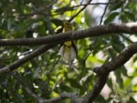 Western Nicator (Nicator chloris)