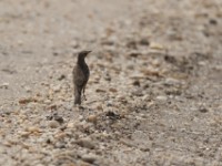 Plain-backed Pipit (Anthus leucophrys)