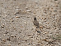 Plain-backed Pipit (Anthus leucophrys)