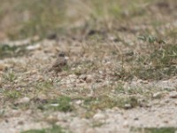 Plain-backed Pipit (Anthus leucophrys)