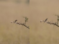 Zitting Cisticola (Cisticola juncidis)