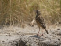 Rufous-naped Lark (Mirafra africana)