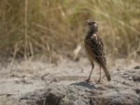 Rufous-naped Lark (Mirafra africana)