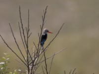 Grey-headed Kingfisher (Halcyon leucocephala)