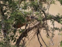 White-browed Coucal (Centropus superciliosus)
