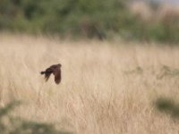 White-browed Coucal (Centropus superciliosus)