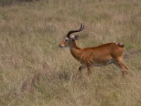 Ugandan Kob (Kobus kob thomasi)