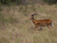 Ugandan Kob (Kobus kob thomasi)