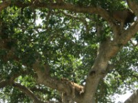 Lion (Panthera leo)