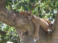Lion (Panthera leo)