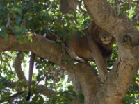 Lion (Panthera leo)