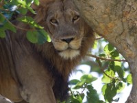 Lion (Panthera leo)