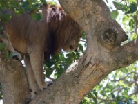 Lion (Panthera leo)