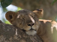 Lion (Panthera leo)