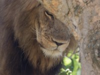 Lion (Panthera leo)
