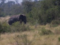 African Elephant (Loxodonta africana)
