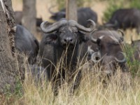 African Buffalo (Syncerus caffer)