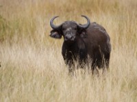 African Buffalo (Syncerus caffer)