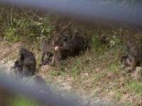 Olive Baboon (Papio anubis)