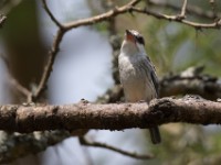 Striped Kingfisher (Halcyon chelicuti)
