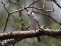 Striped Kingfisher (Halcyon chelicuti)