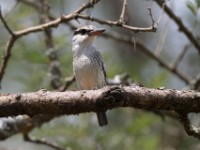 Striped Kingfisher (Halcyon chelicuti)