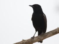 Sooty Chat (Myrmecocichla nigra)
