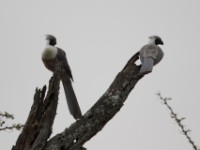 Bare-faced Go-away-bird (Corythaixoides personatus)