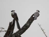 Bare-faced Go-away-bird (Corythaixoides personatus)
