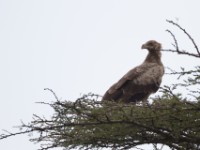 Palm-nut Vulture (Gypohierax angolensis)