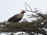 Palm-nut Vulture (Gypohierax angolensis)