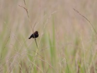 Copper Sunbird (Cinnyris cupreus)