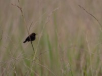 Copper Sunbird (Cinnyris cupreus)