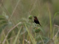 Copper Sunbird (Cinnyris cupreus)