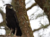 Crested Eagle (Morphnus guianensis)