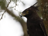 Crested Eagle (Morphnus guianensis)